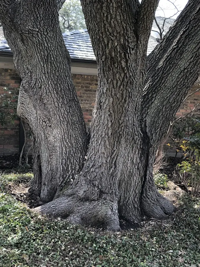 Mature heritage tree close to a Millbrook property cared for by certified arborists